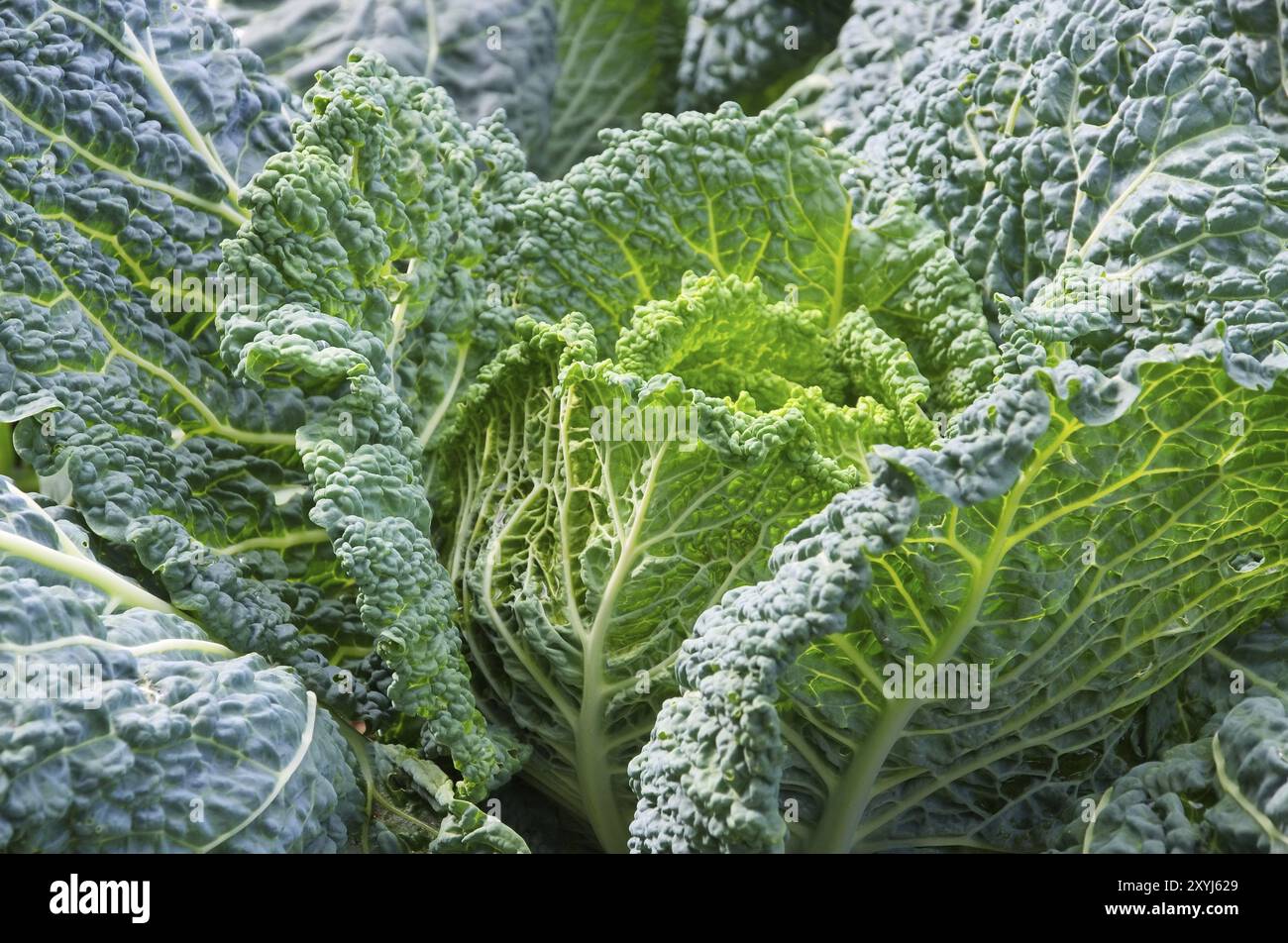 Savoy Cabbage, Savoy Cabbage 02 Foto Stock