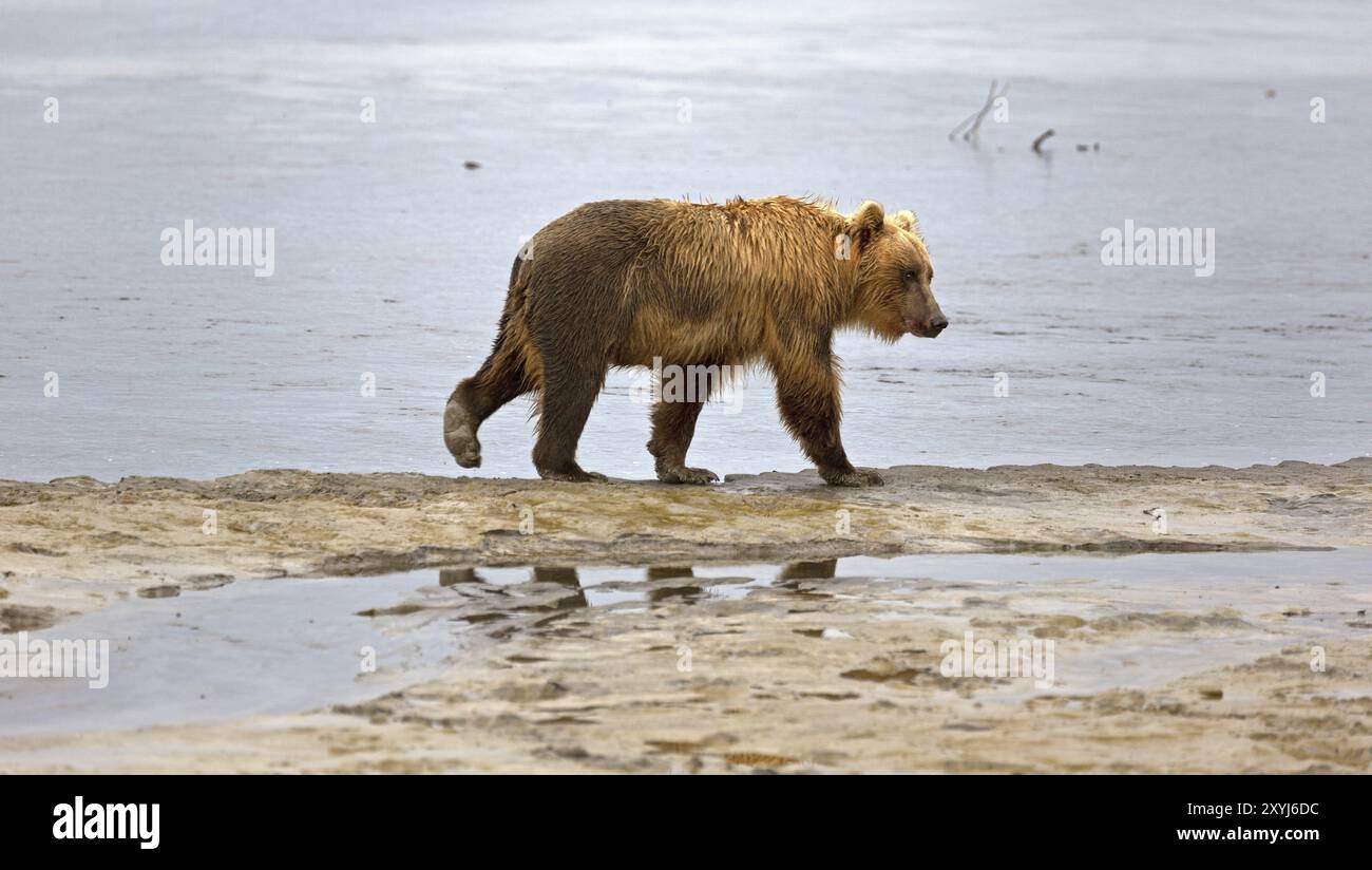 Orso Grizzly sulle rive del fiume Douglas nel Katmai National Park in Alaska Foto Stock