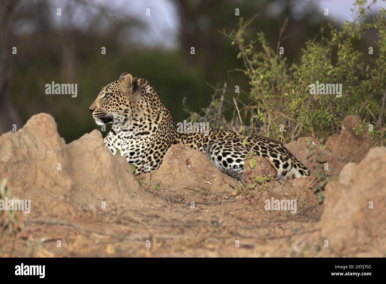 Leopardo di notte su un tumulo di termiti Foto Stock