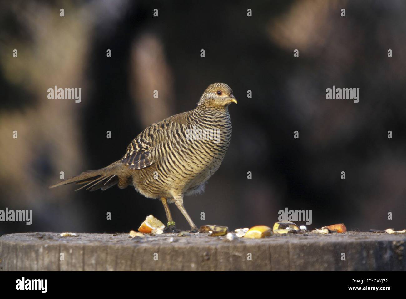 Fagiano dorato (gallina) Foto Stock