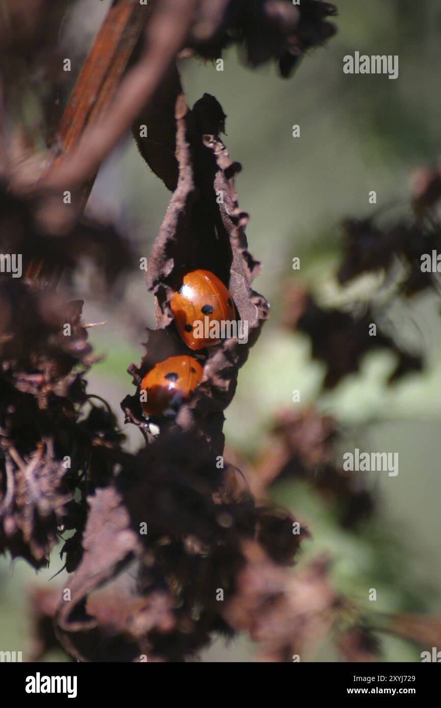 Due ladybirds su una pianta secca Foto Stock