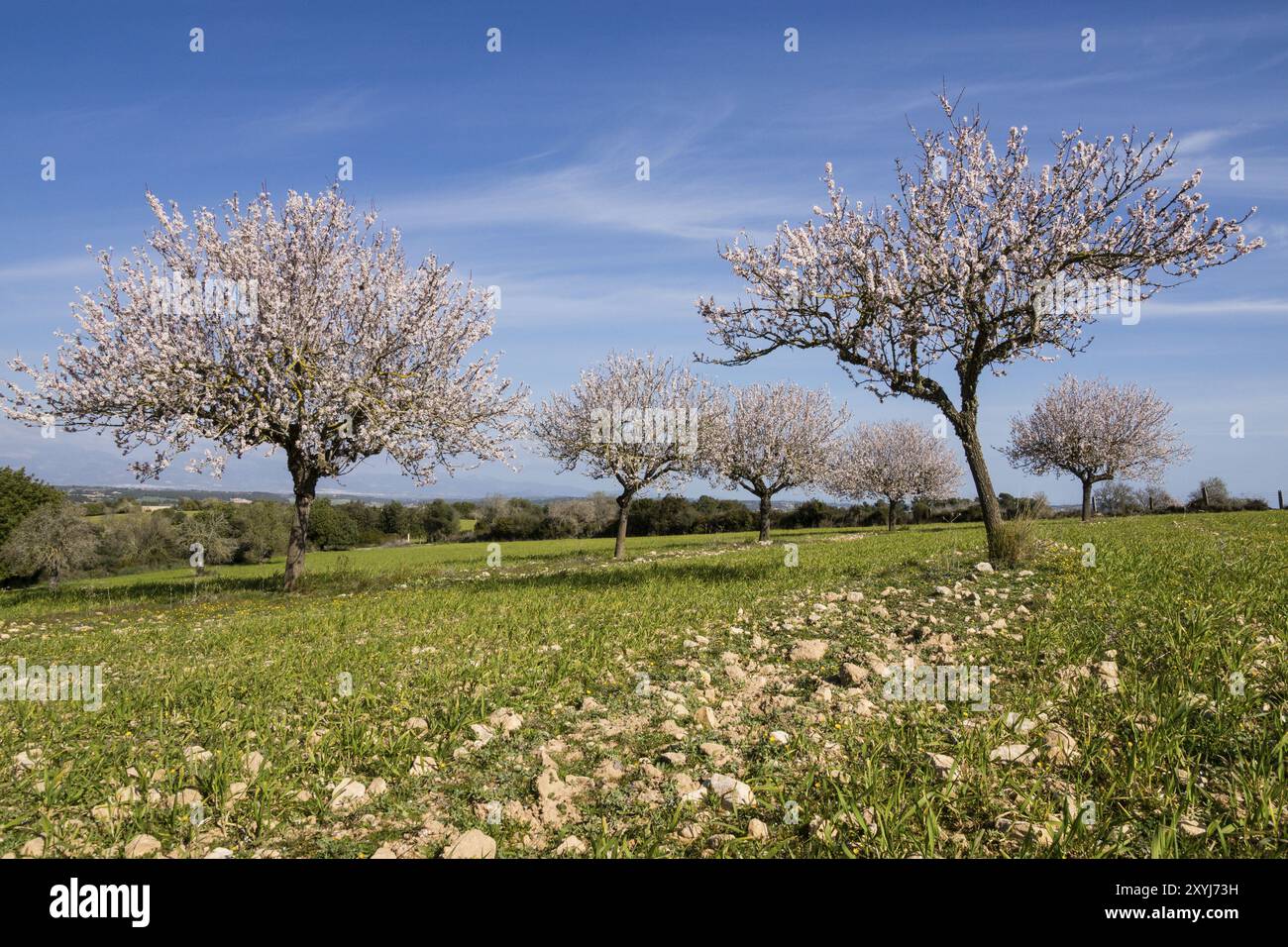 Almendros en flor, finca de Mataescrita, Algaida, maiorca. isole baleari, spagna, europa Foto Stock