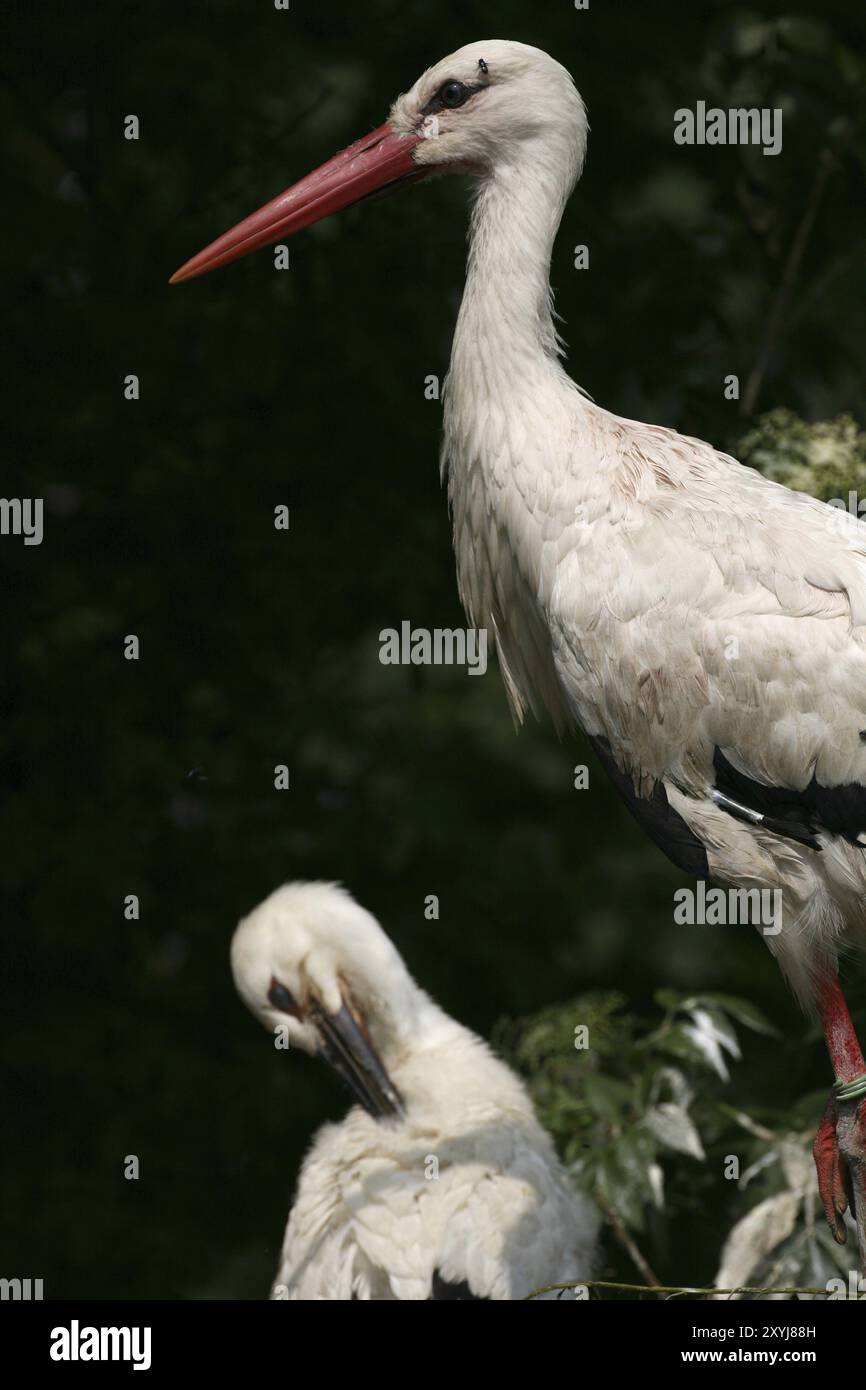 Famiglia Stork nel nido Foto Stock