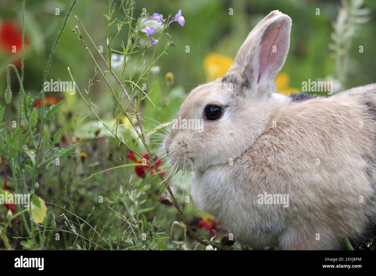 Coniglio (Oryctolagus cuniculus domestica), ritratto, prato floreale, colorato, coniglio di profilo laterale seduto davanti a un prato floreale colorato Foto Stock