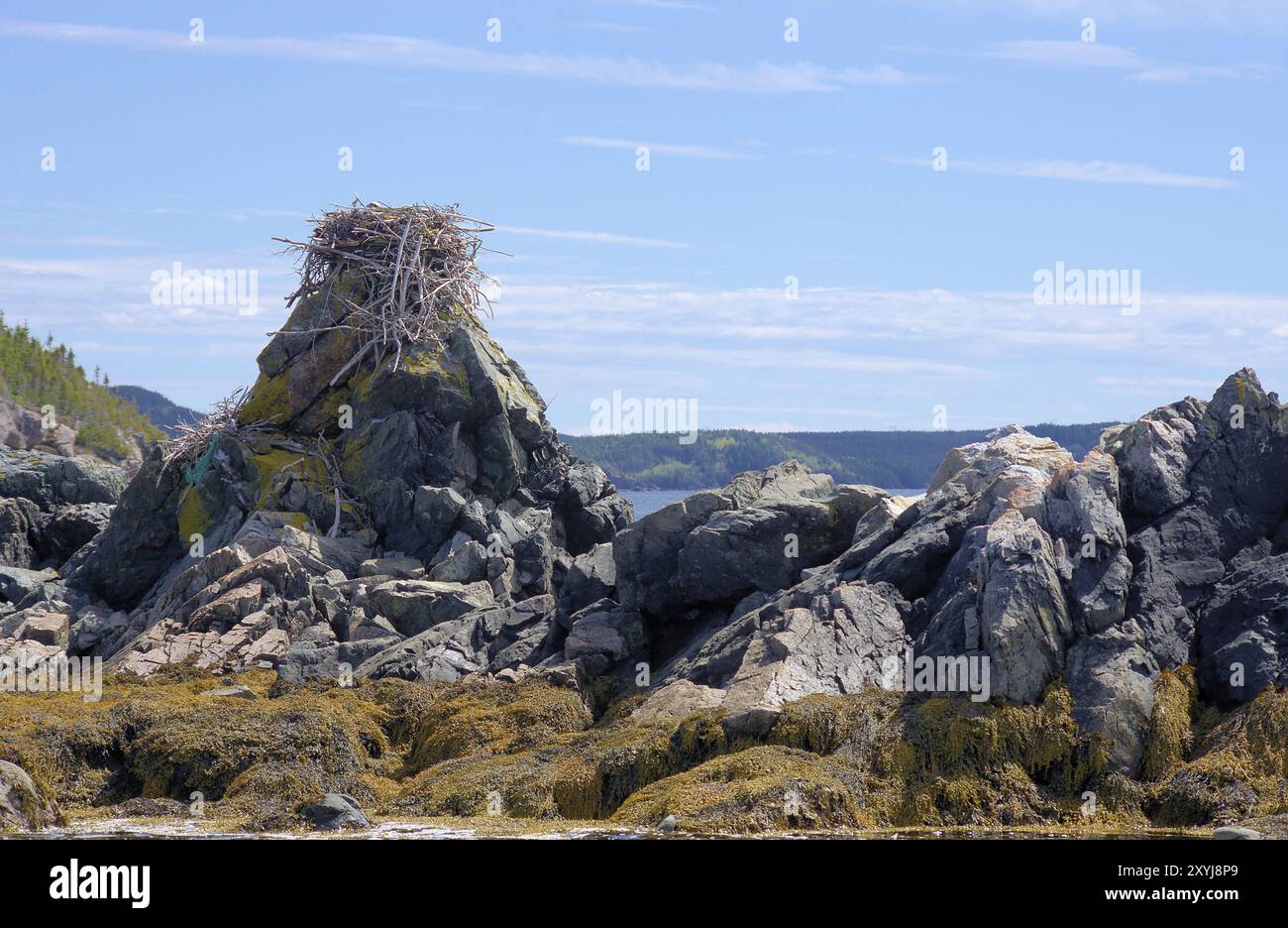 Osprey occidentale (Pandion haliaetus) seduto sul suo nido, costruito su rocce Osprey, seduto sul nido, costruito su rocce Foto Stock