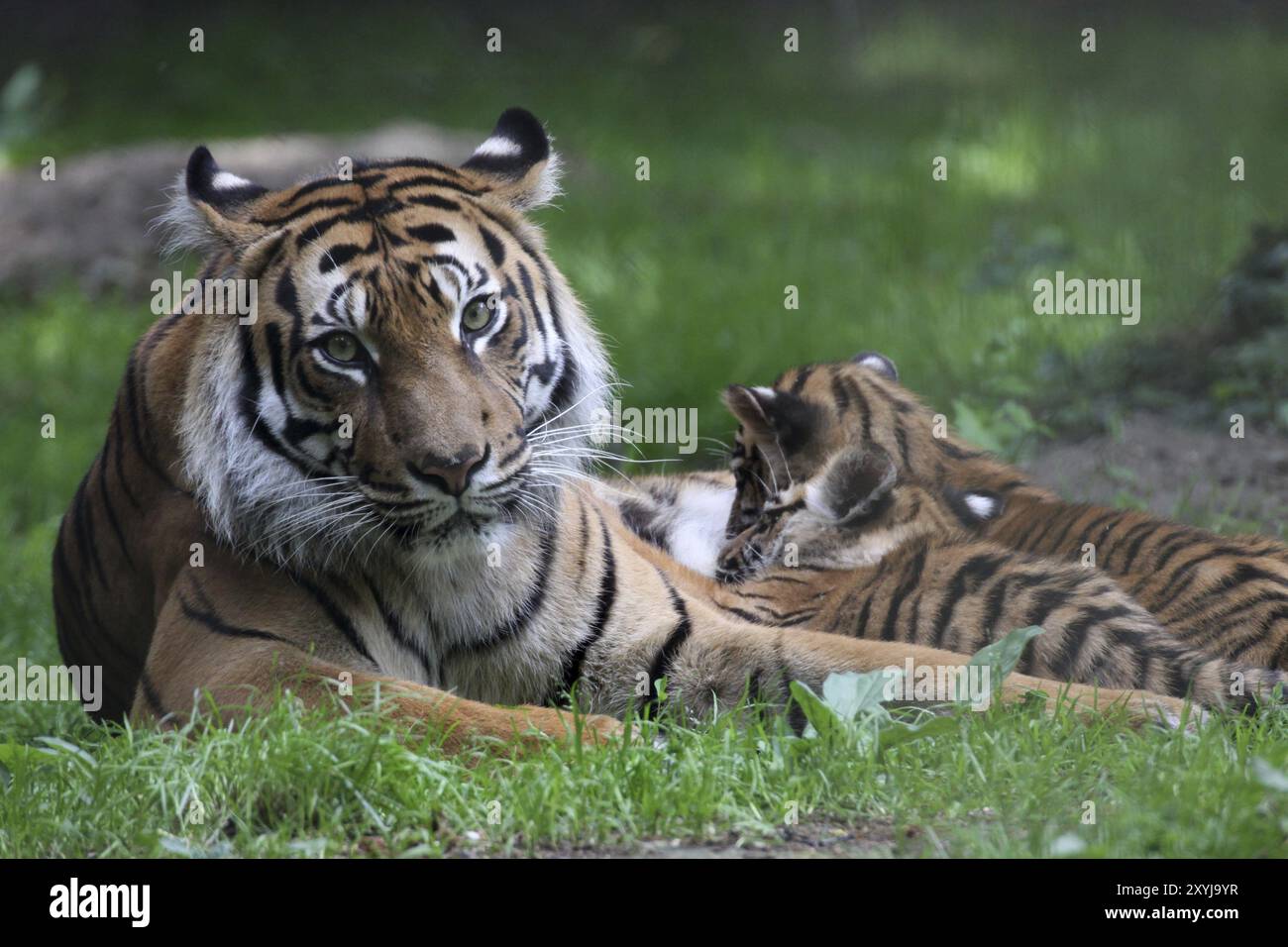 Tigre di Sumatra Foto Stock