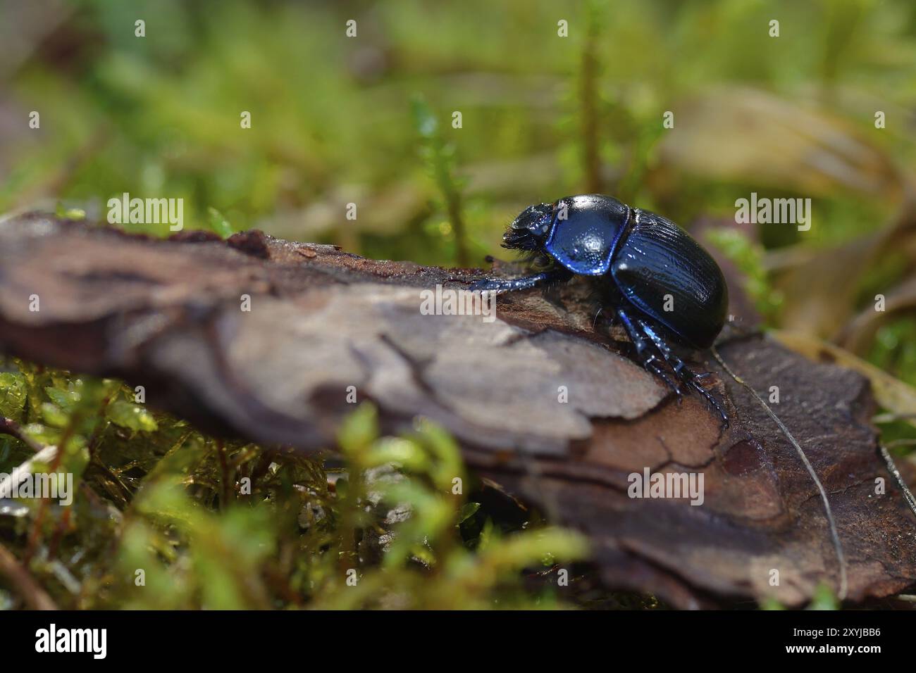 Coleotteri da sterco noiosi nella foresta. scarabei letali sul fondo della foresta Foto Stock