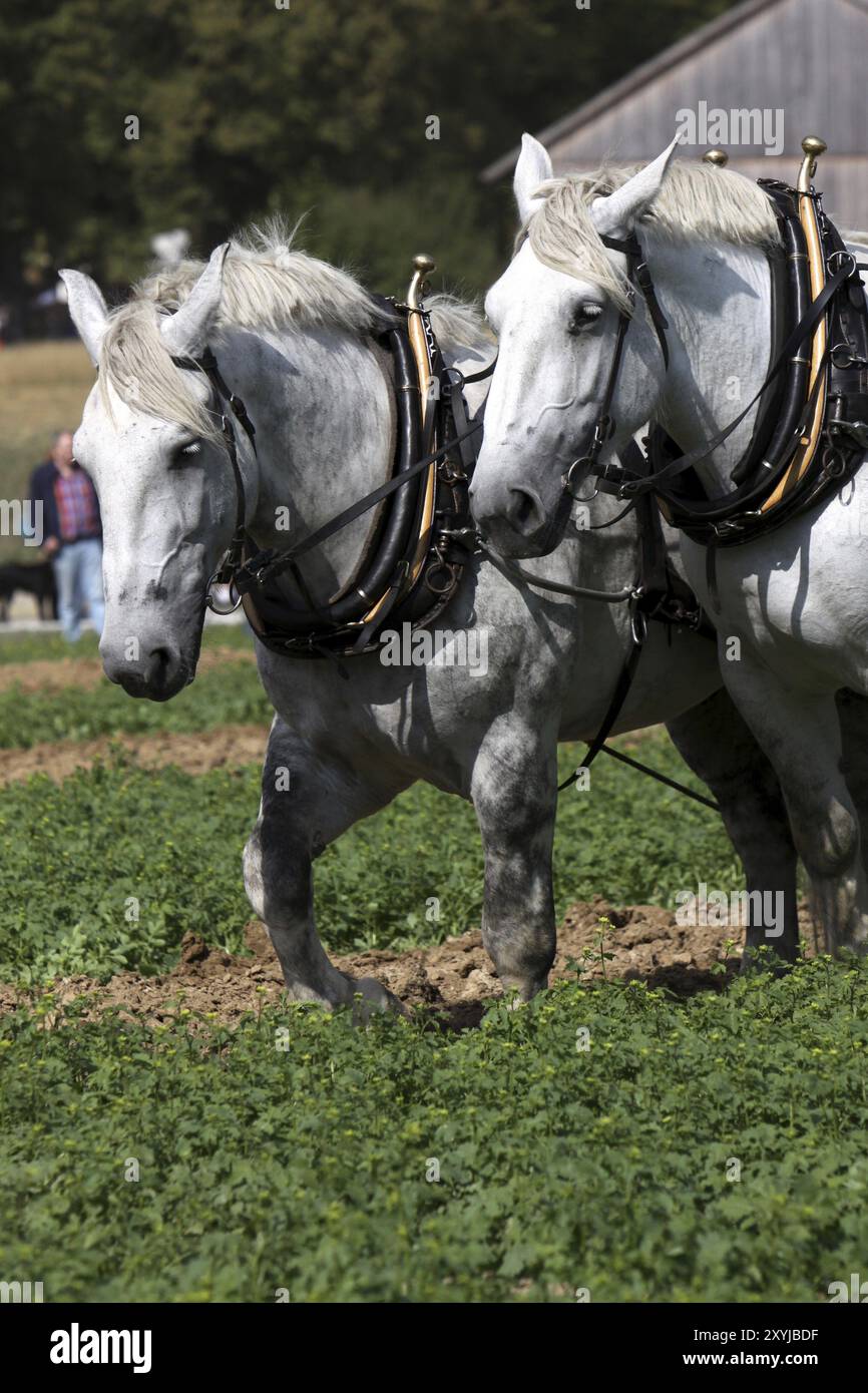 Squadra Percheron Foto Stock