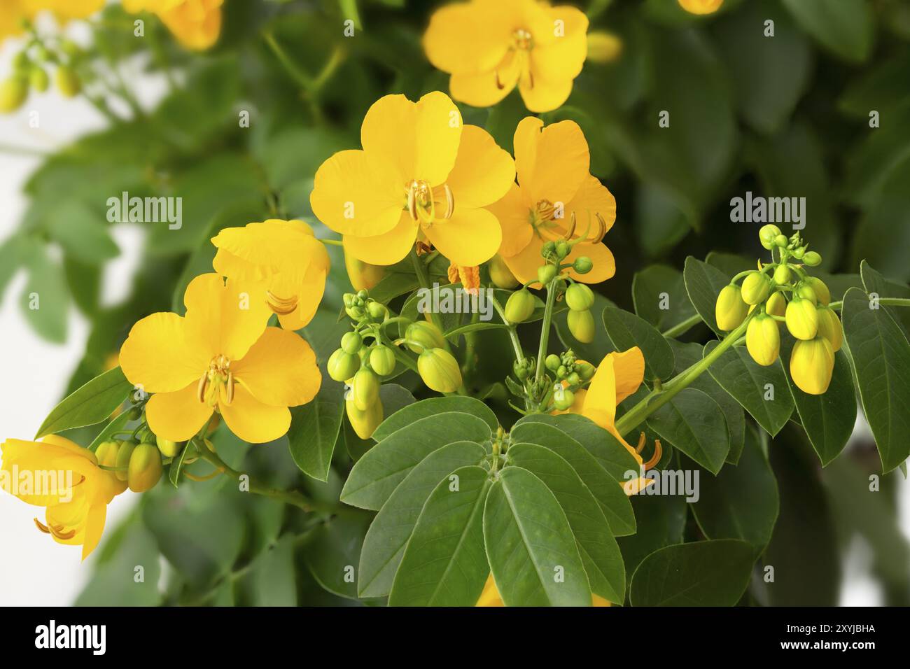 Cassia Corymbosa o Senna, primo piano Foto Stock