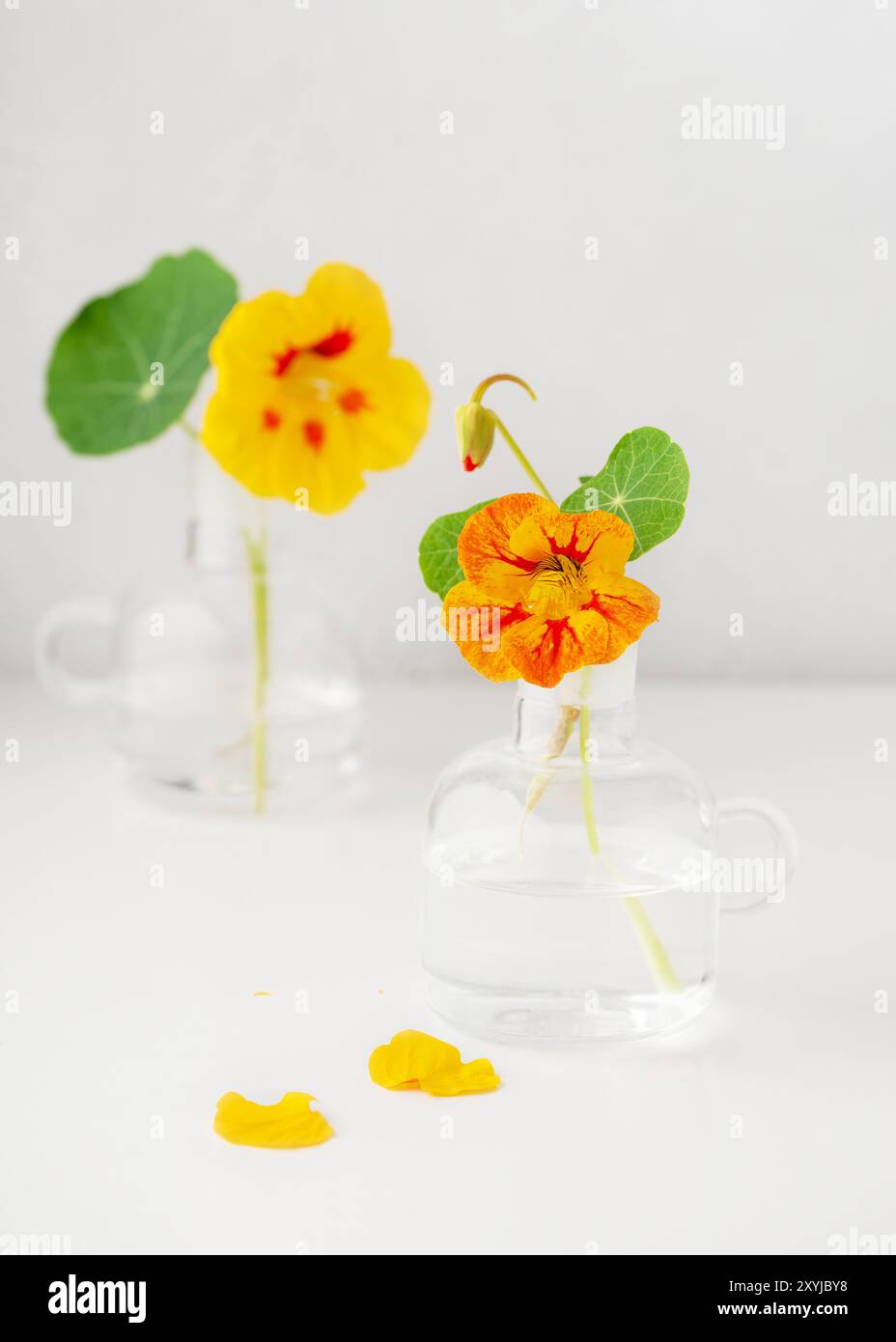 Ginnasturzio da giardino o fiori indiani in piccoli vasi di vetro. Fiori commestibili, foglie utilizzate nella stagione alimentare e nella medicina erboristica. Copia spazio. Foto Stock