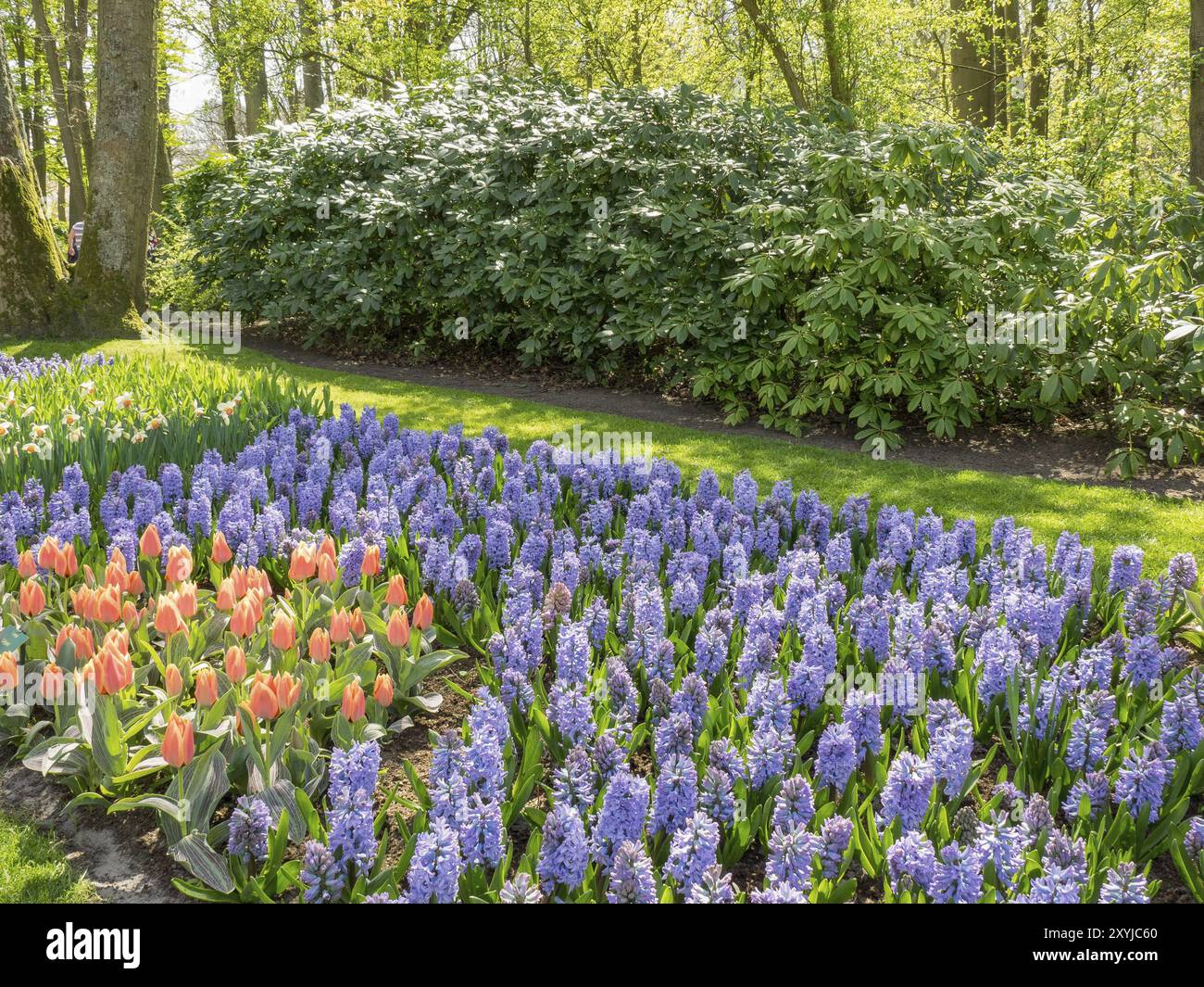 Un colorato giardino primaverile con tulipani e giacinti di fronte a una siepe verde e alberi, Amsterdam, Paesi Bassi Foto Stock