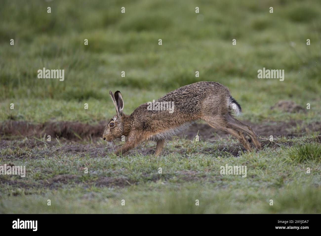 Lepre europea, Lepus europaeus, lepre europea Foto Stock