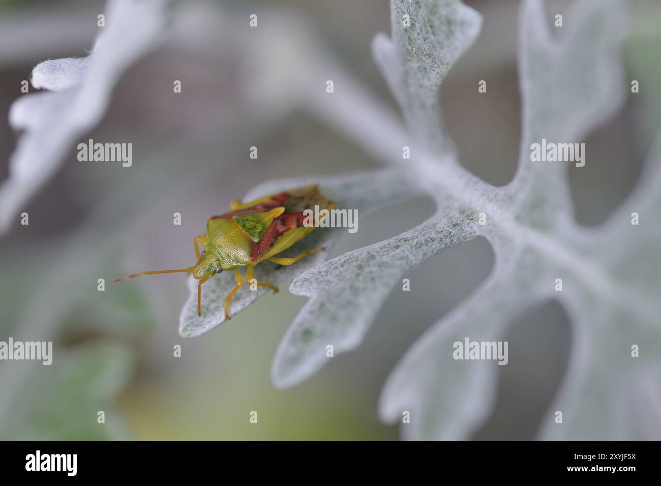 Insetto colorato (Elasmostethus interstinctus) su una foglia. Uno scudo di betulla (Elasmostethus interstinctus) su una foglia Foto Stock