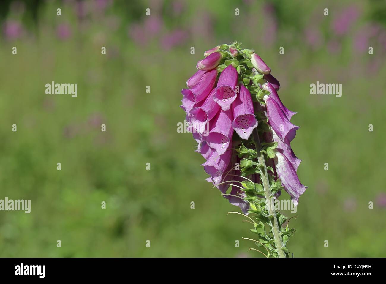 foglove comune (digitalis purpurea), fiori della famiglia delle piantane, pianta velenosa altamente tossica e letale, Wilnsdorf, Renania settentrionale-Vestfalia, germe Foto Stock
