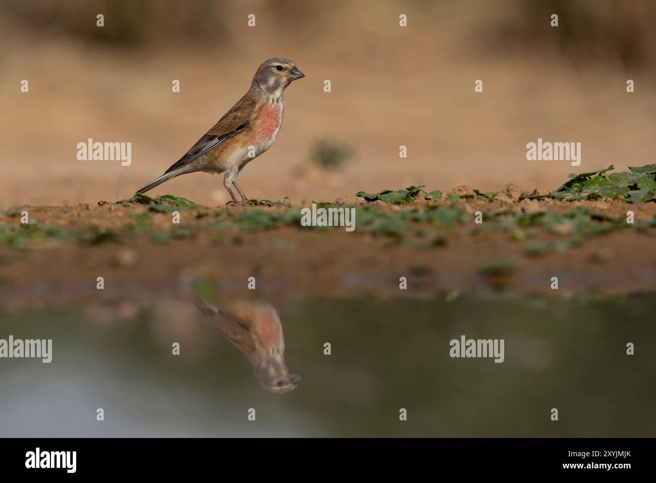 Linnet comune (Linaria cannabina) Foto Stock