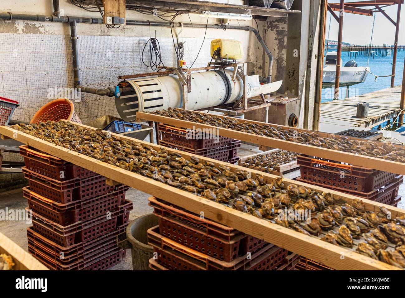 Laboratorio agricolo di ostriche per la pulizia e la classificazione delle ostriche, Meze, Occitanie, Francia, Europa Foto Stock