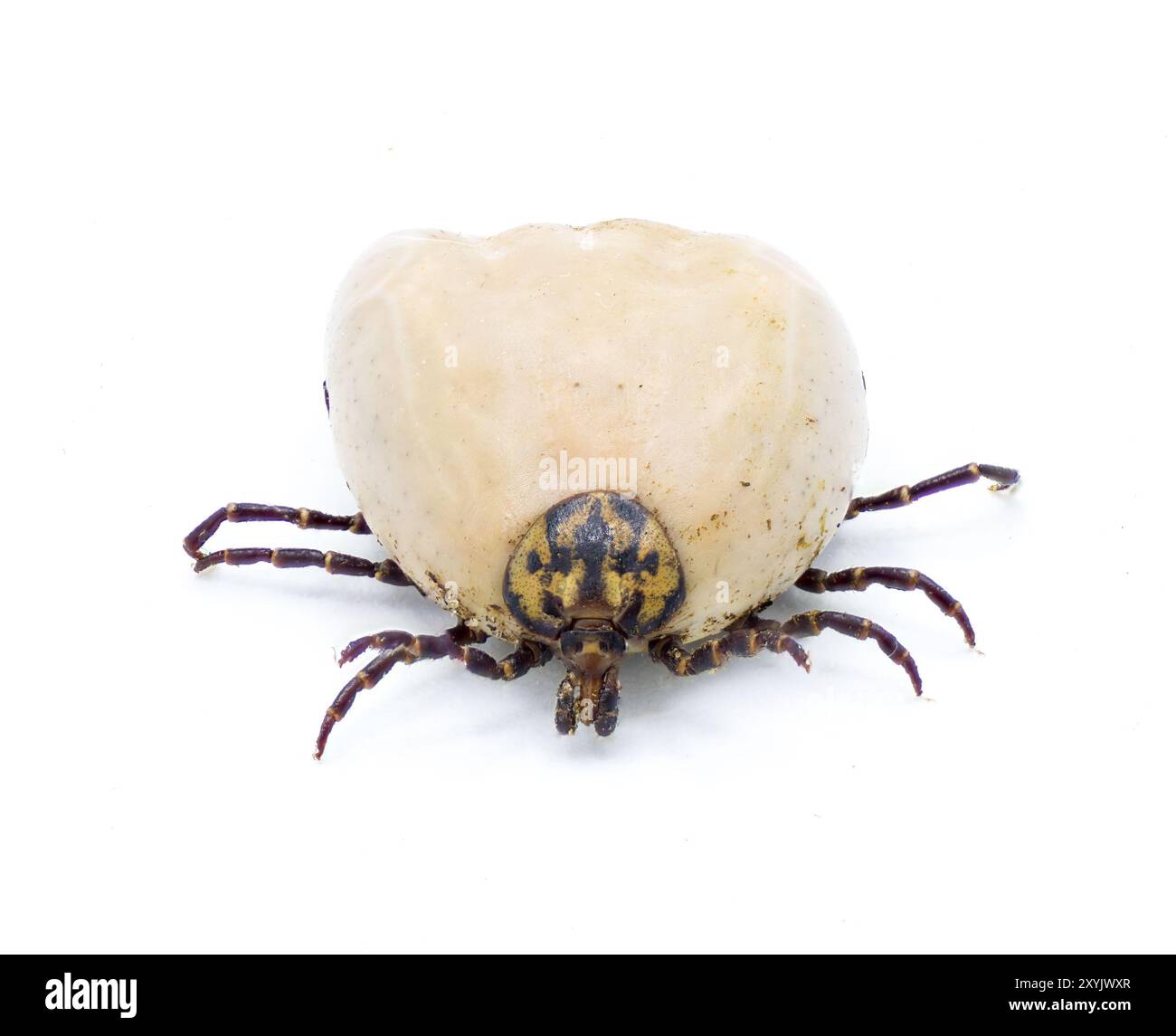 Zecca di tartaruga gopher adulto - Amblyomma tuberculatum - trovato solo su tartaruga gopher. Le specie più grandi del Nord America. vista frontale della faccia superiore con dettagli Foto Stock