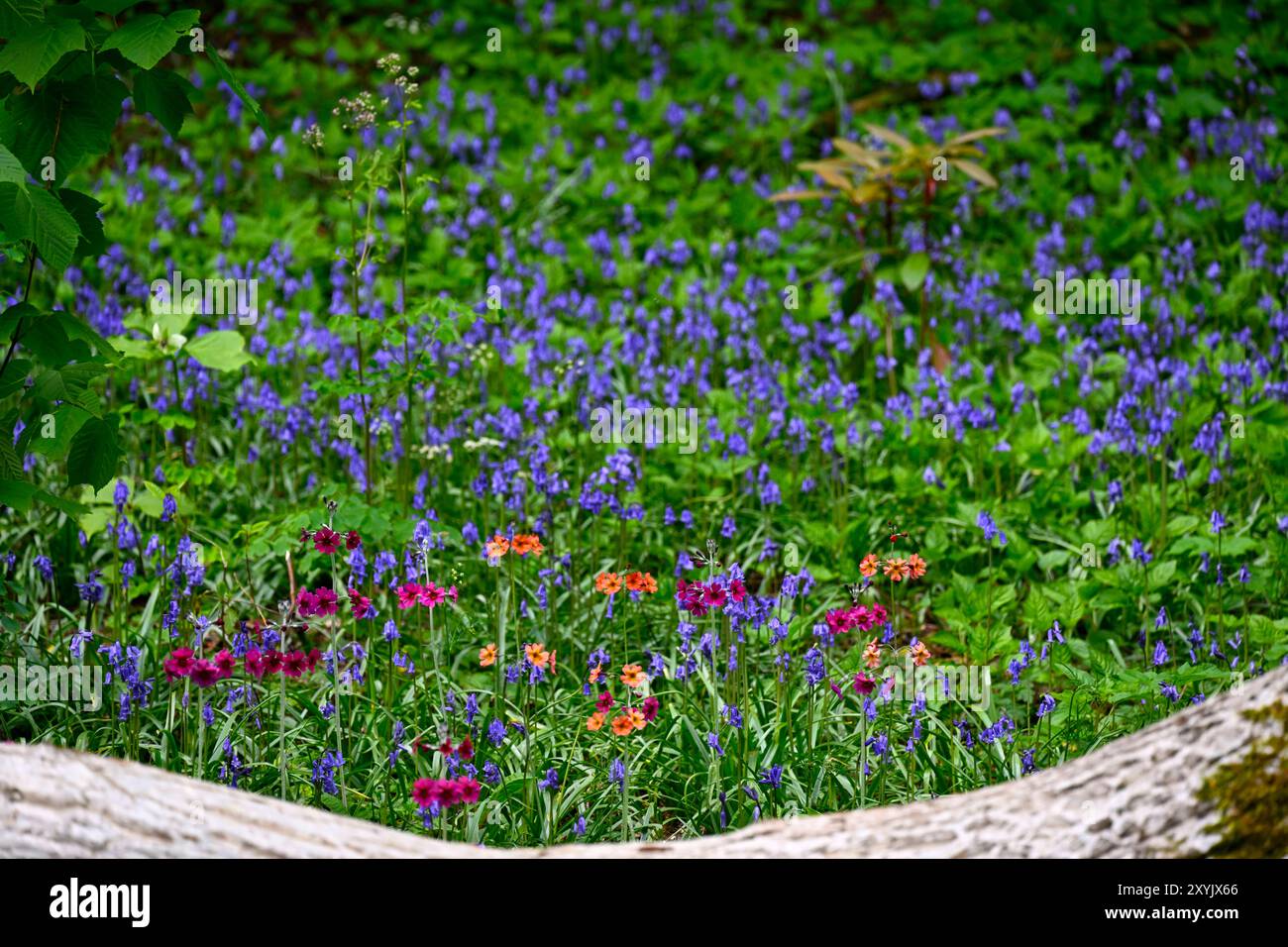 Una mostra di fiorite primrose giapponesi e campanelli nel bosco ai Cluny House Gardens nell'Highland Perthshire, in Scozia Foto Stock