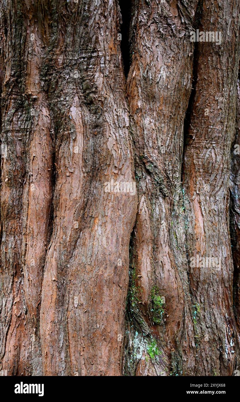 La corteccia di un albero di sequoia gigante Foto Stock