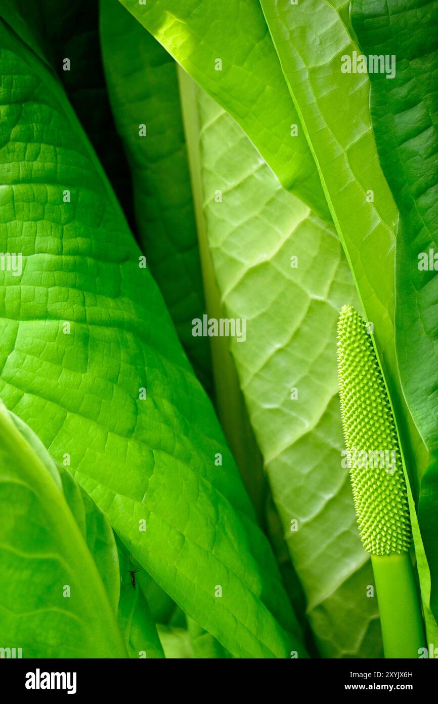 Primo piano di un cavolo Skunk occidentale Foto Stock