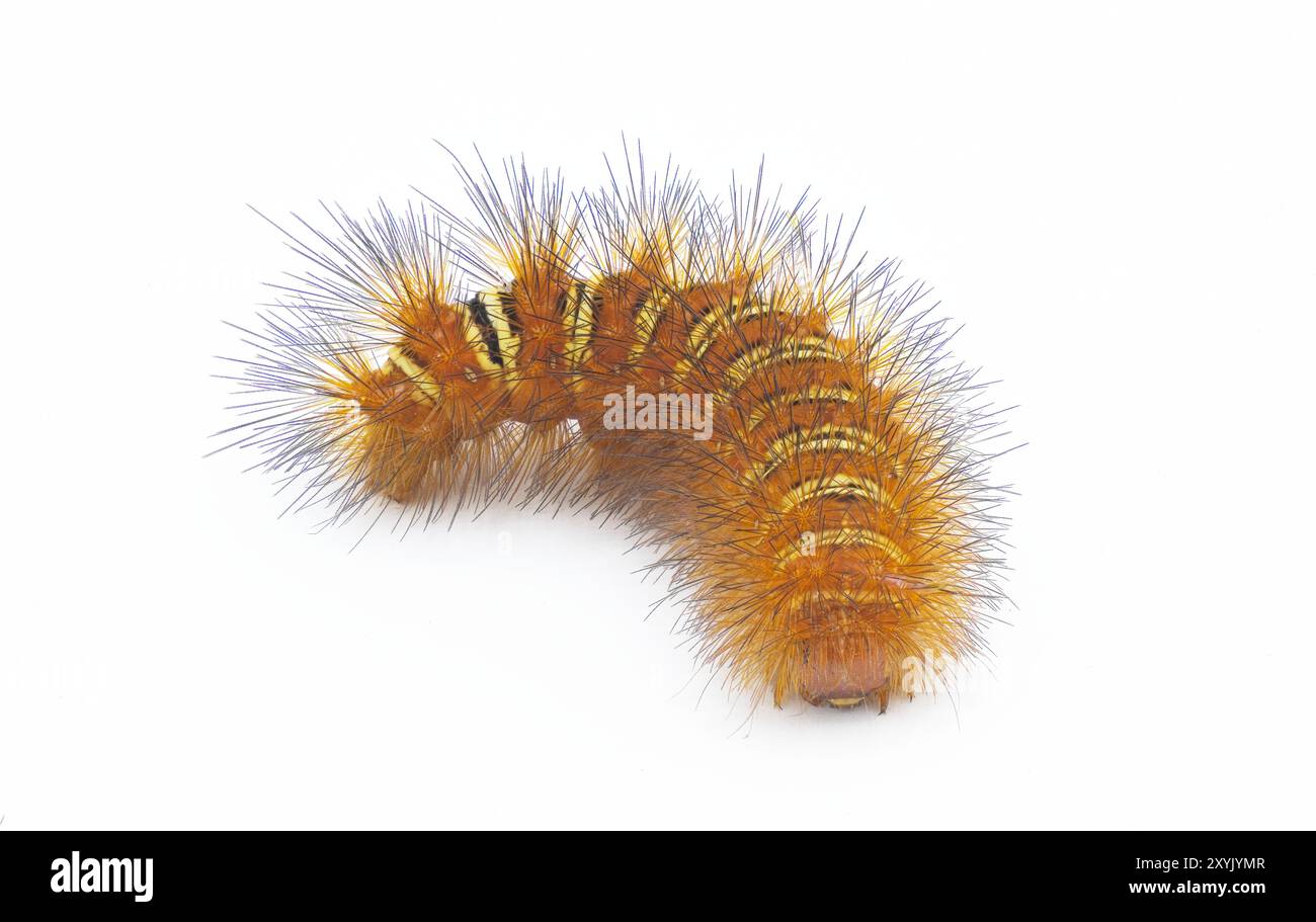 Arancio spinoso con striscia gialla Echo Moth Caterpillar - eco seirarctia - trovato in Nord America, in Georgia, Florida, Alabama e Mississippi isolato Foto Stock