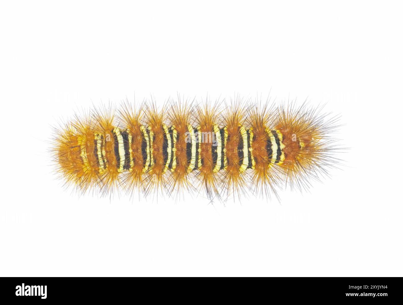 Arancio spinoso con striscia gialla Echo Moth Caterpillar - eco seirarctia - trovato in Nord America, in Georgia, Florida, Alabama e Mississippi isolato Foto Stock