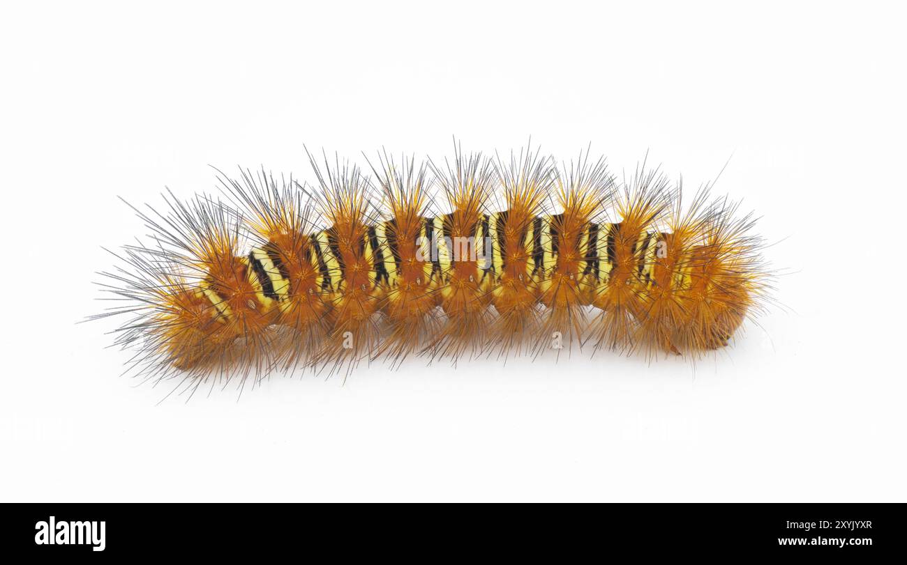 Arancio spinoso con striscia gialla Echo Moth Caterpillar - eco seirarctia - trovato in Nord America, in Georgia, Florida, Alabama e Mississippi isolato Foto Stock