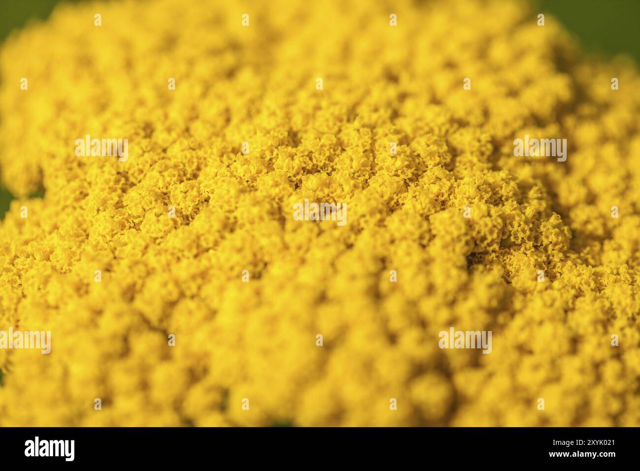 Fiore giallo brillante alla luce del sole Foto Stock