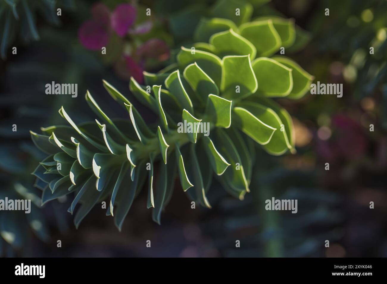 Piccola pianta verde con foglie verdi spesse e appuntite Foto Stock