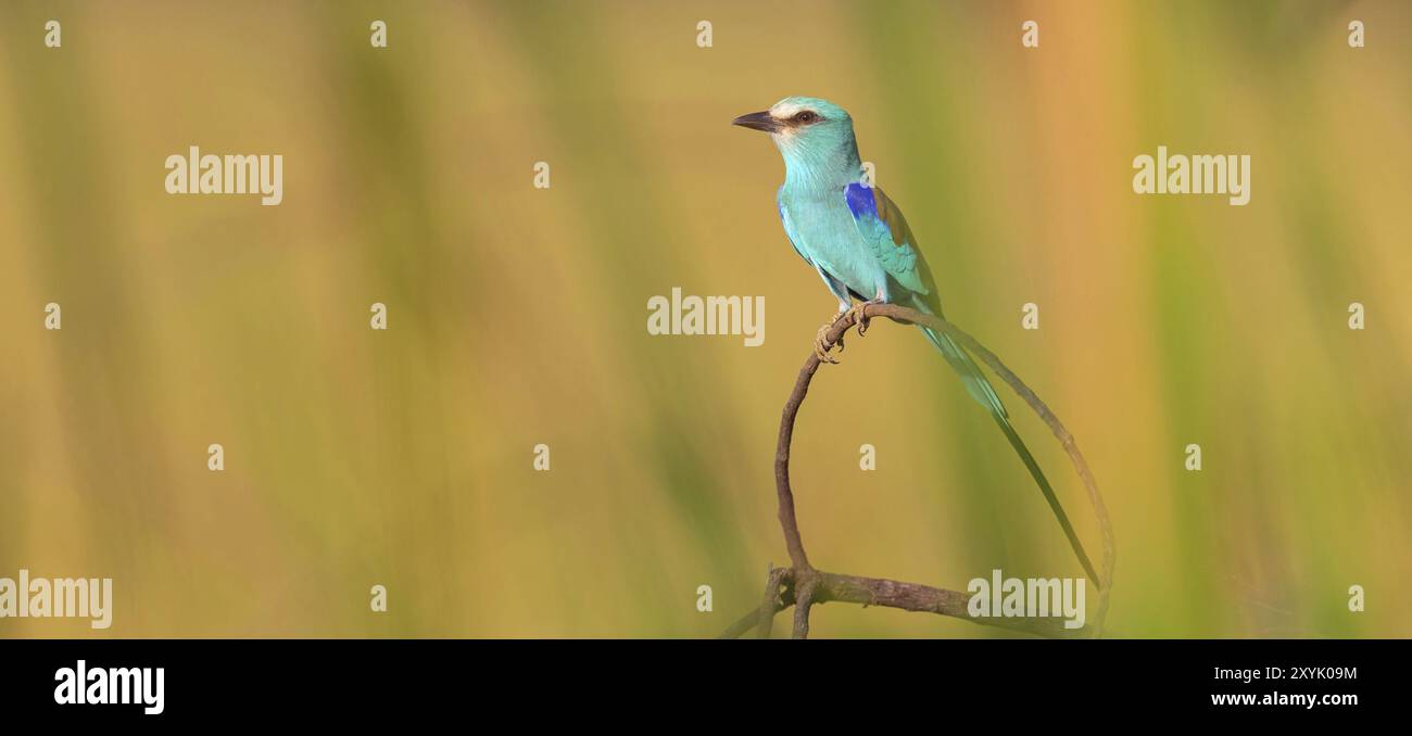 Rullo abissino (Coracias abyssinica), campi di riso Kuntaur, Kuntaur, South Bank, Gambia, Africa Foto Stock