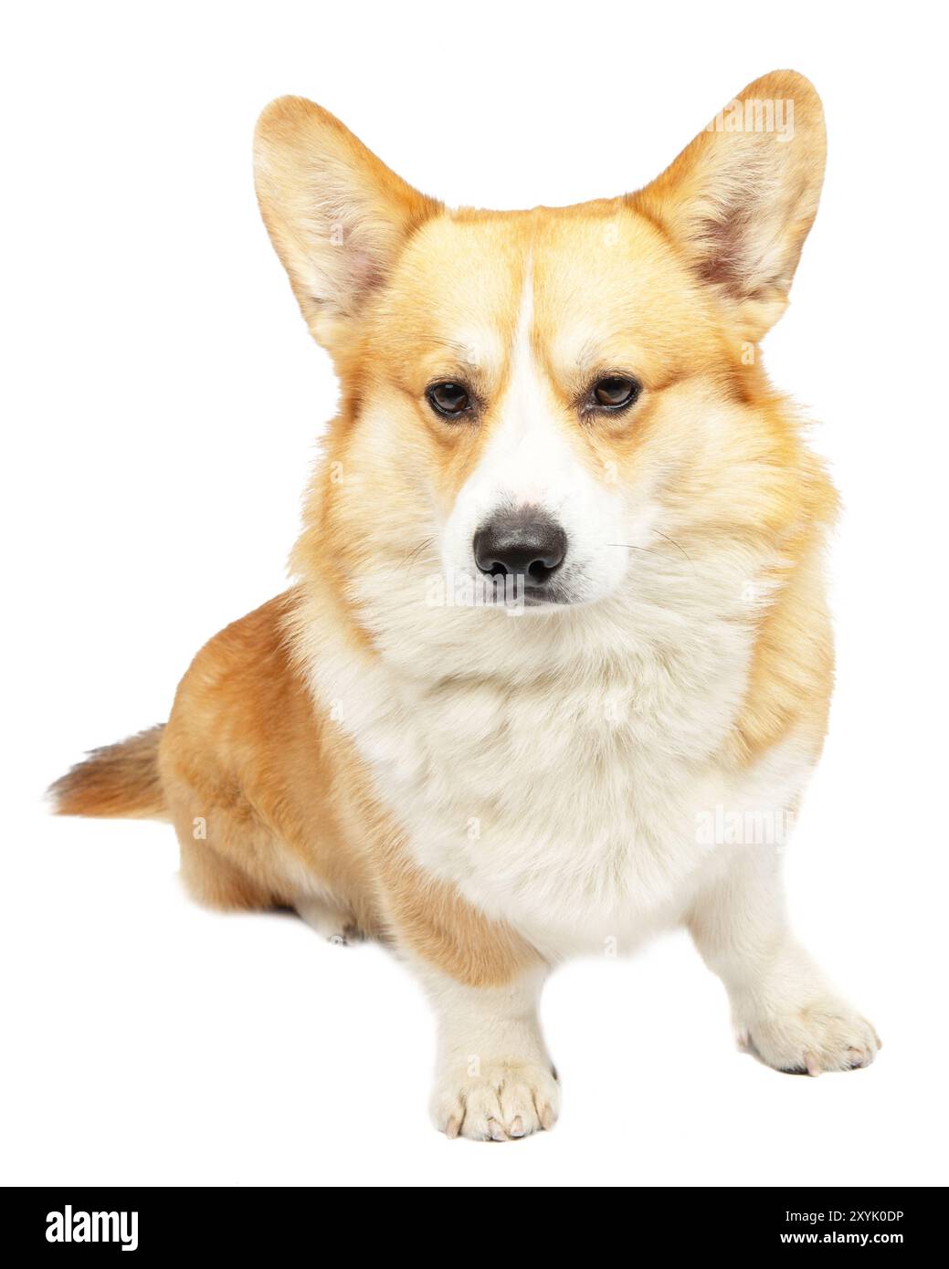 Welsh Corgi Pembroke Dog Isolated on White background in studio Foto Stock