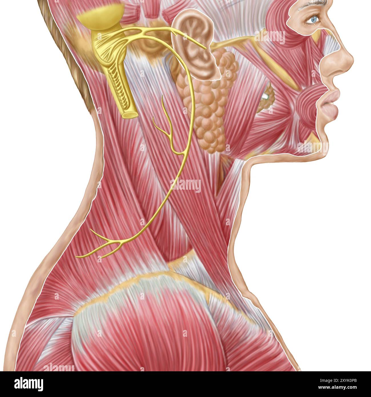 Vista del nervo accessorio che mostra i muscoli del collo e del viso Foto Stock