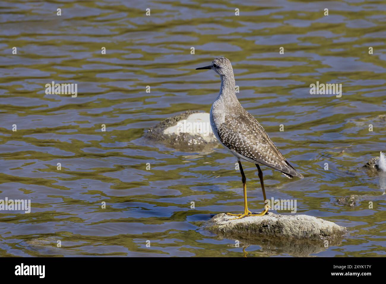I trampolieri o gli uccelli marini si trovano comunemente a guado lungo le coste e le distese fangose per il foraggio di cibo che strisciano o scavano nel fango e nella sabbia, di solito Foto Stock