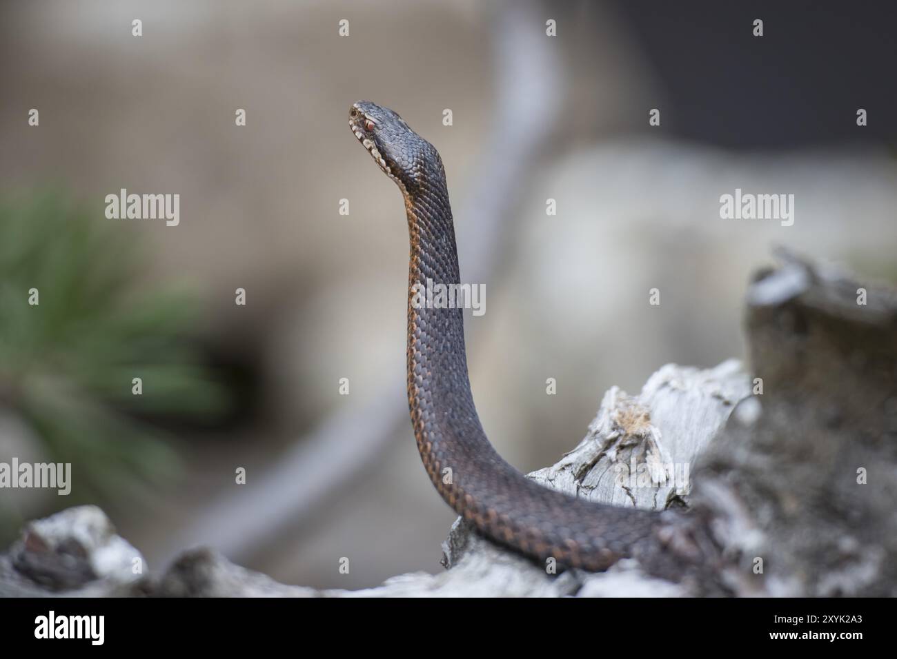 Adder, Vipera berus, adder comune europeo Foto Stock