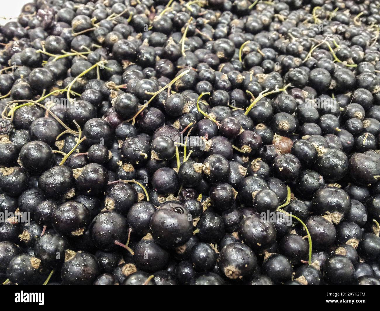 Primo piano del ribes nero in peso libero, al mercato Foto Stock
