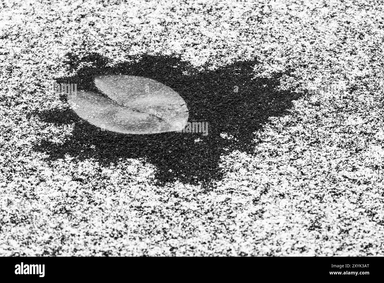 Giglio dello stagno nel ghiaccio, Gaellivare, Norrbotten, Lapponia, Svezia, ottobre 2014, Europa Foto Stock