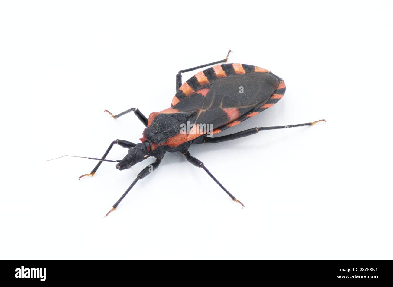 Insetto orientale che succhia sangue Conenose bacia letto Bug - Triatoma sanguisuga - un insetto trasmette la malattia di Chagas - Trypanosoma cruzi - che morde gli esseri umani in th Foto Stock