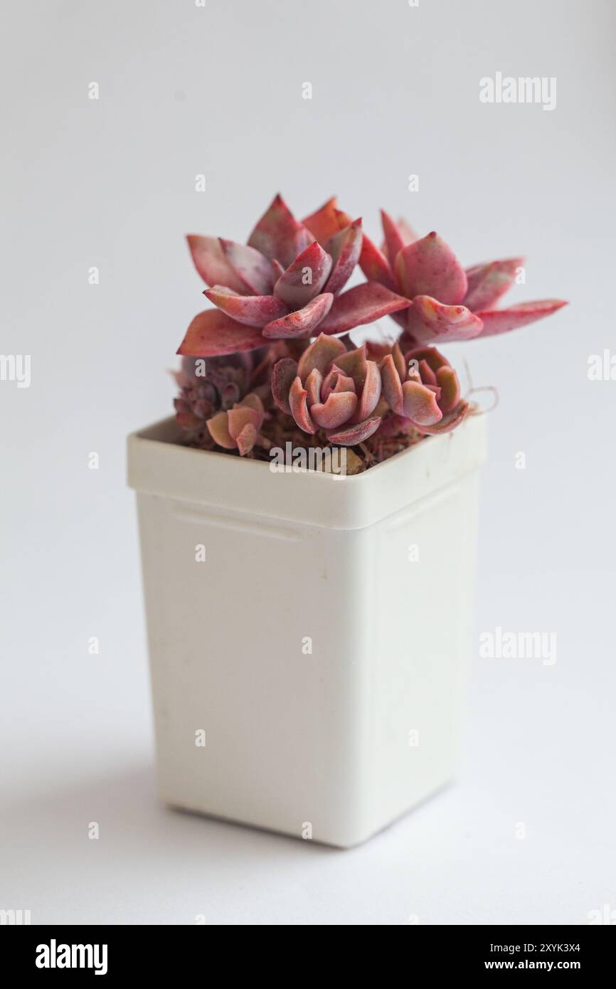 Pentola bianca con Graptoveria Douglas Huth sp e Echeveria Kisses Foto Stock
