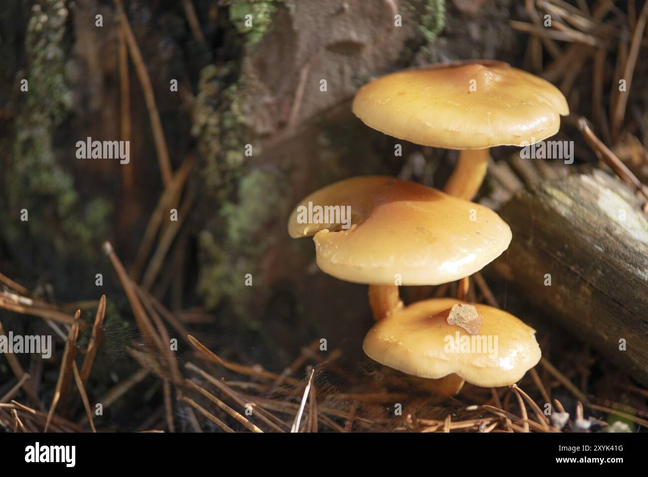 Bella vista dettagliata della foresta di funghi. La raccolta di funghi. Foto di funghi, foresta foto, sullo sfondo della foresta Foto Stock