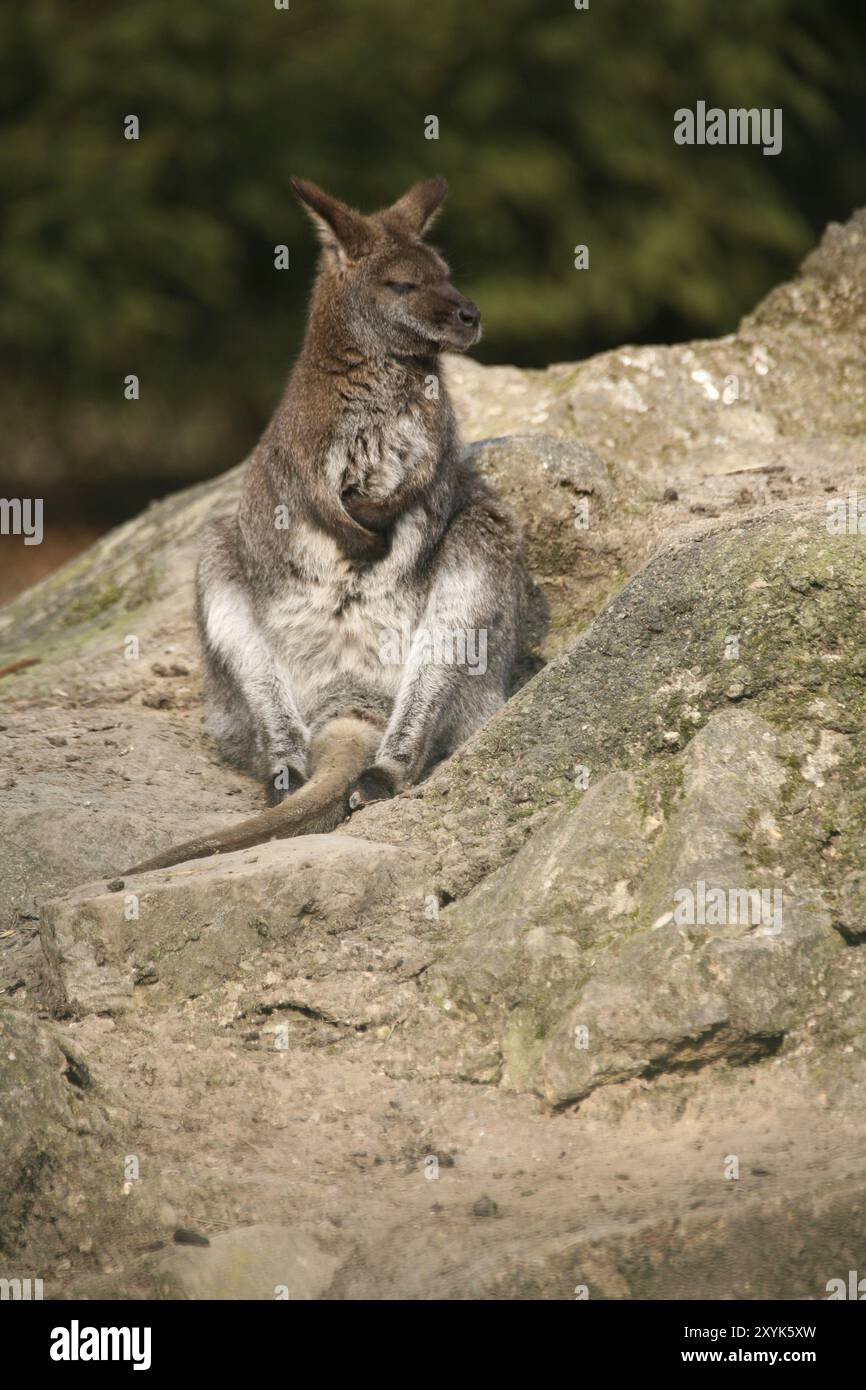 Rompi su una roccia Foto Stock