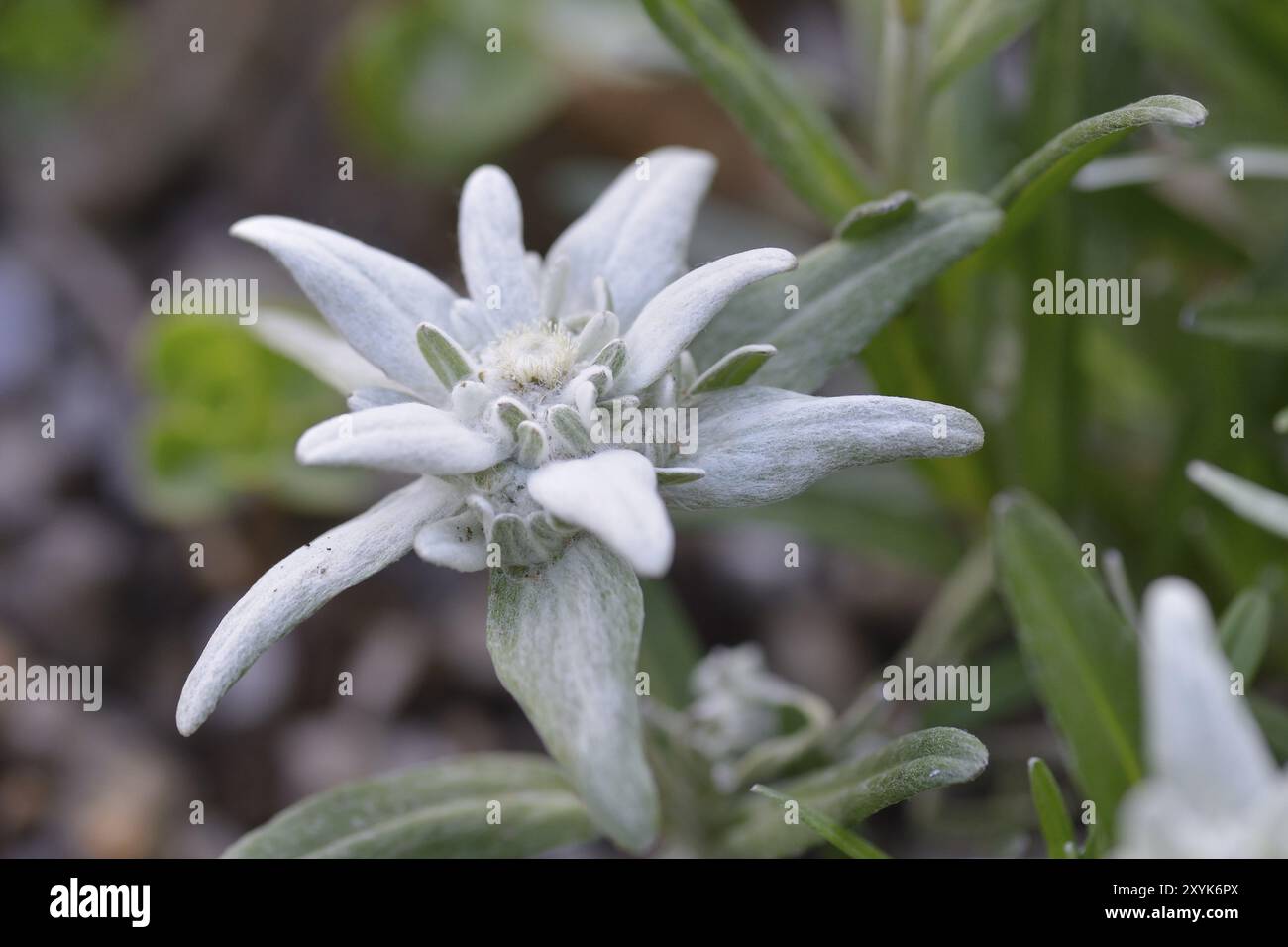 Fiori da un Leontopodio. Fiori della stella alpina Foto Stock