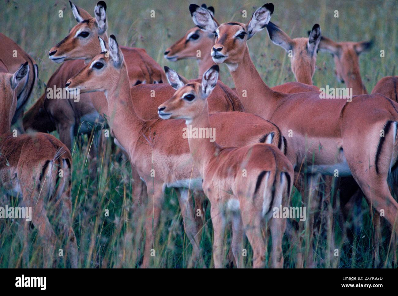 fauna selvatica Foto Stock