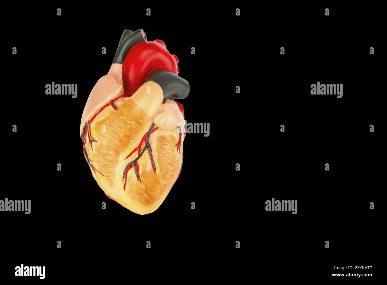 Il modello del cuore umano isolato su sfondo nero Foto Stock