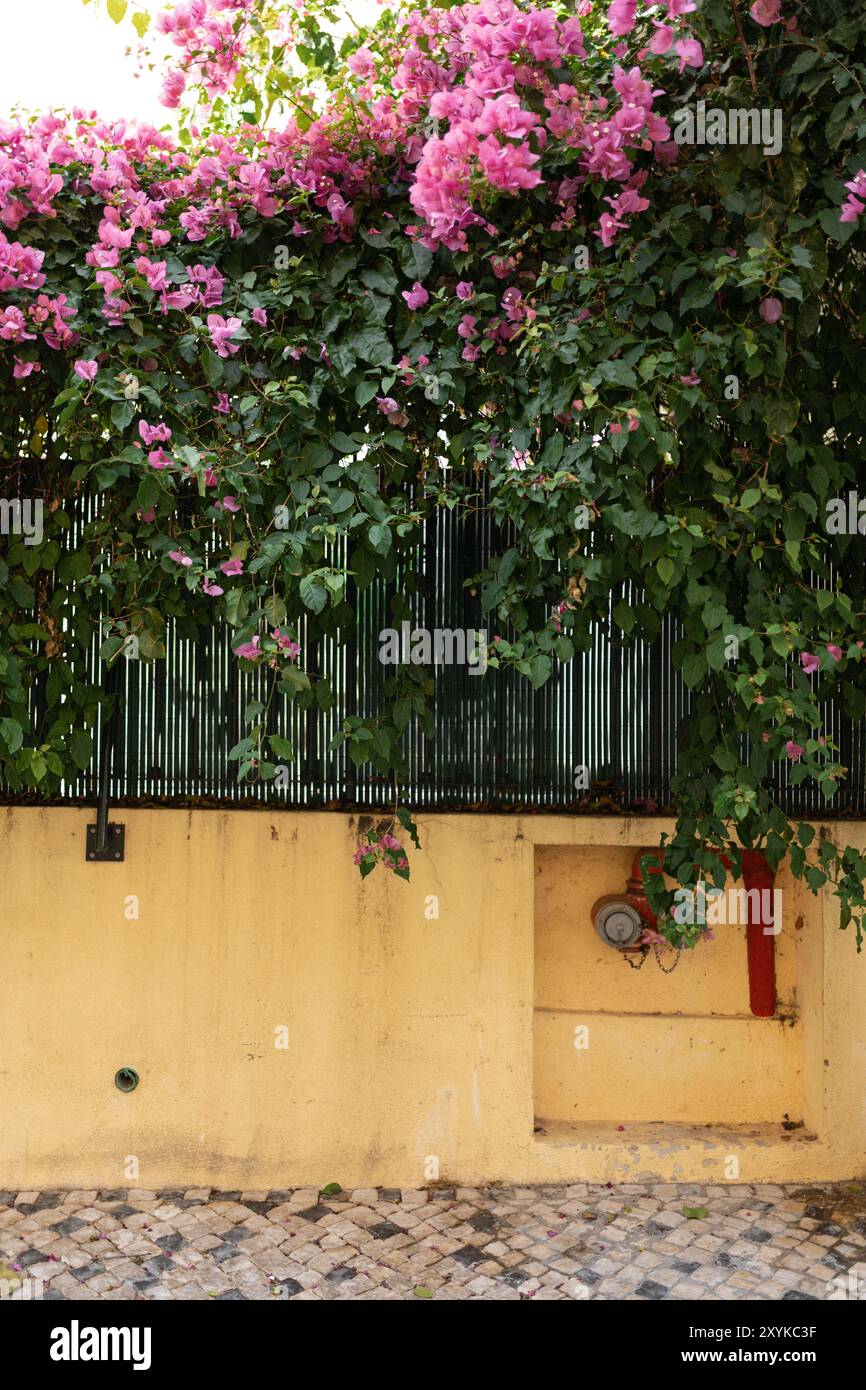 Un muro di fiori che si arrampica su una recinzione della città su una parete gialla Foto Stock