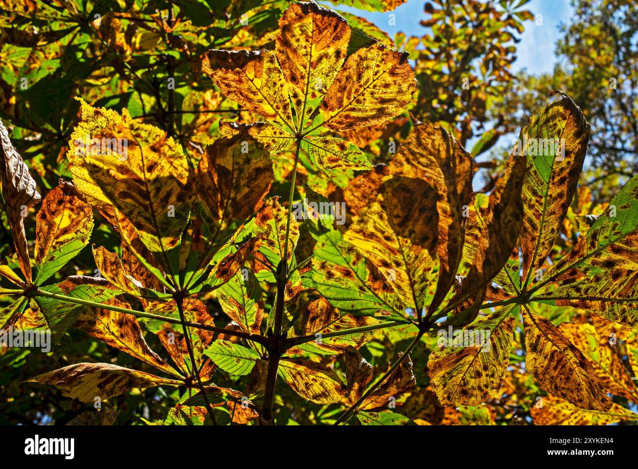 sfondo astratto con foglie secche. Malattie e salute del giardino. Torna a scuola Foto Stock