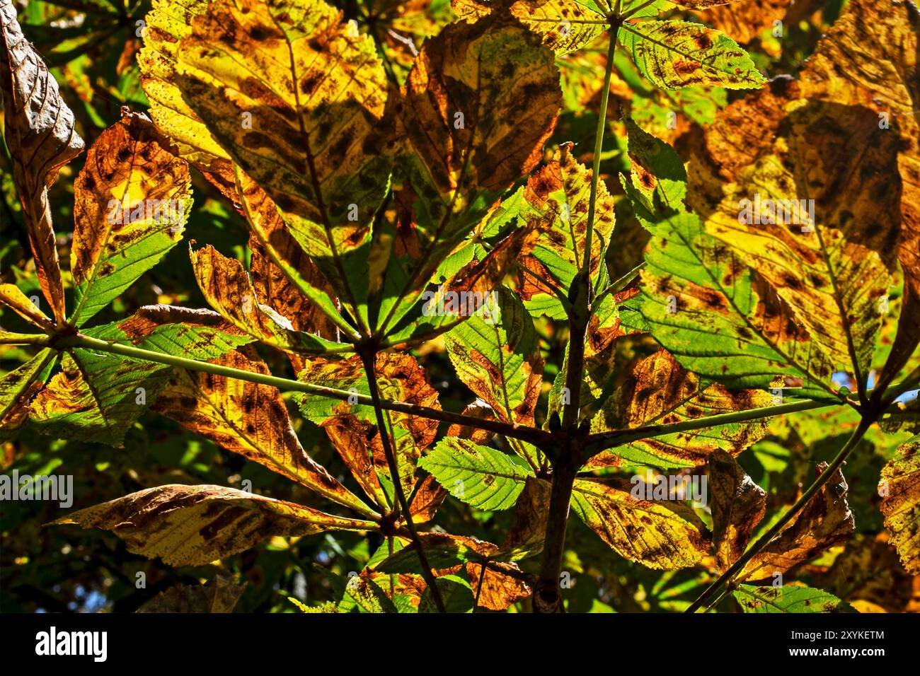 sfondo astratto con foglie secche. Malattie e salute del giardino. Torna a scuola Foto Stock