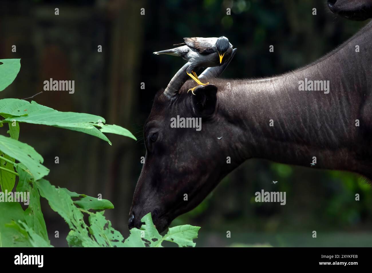 Primo piano di un cervo anoa Foto Stock
