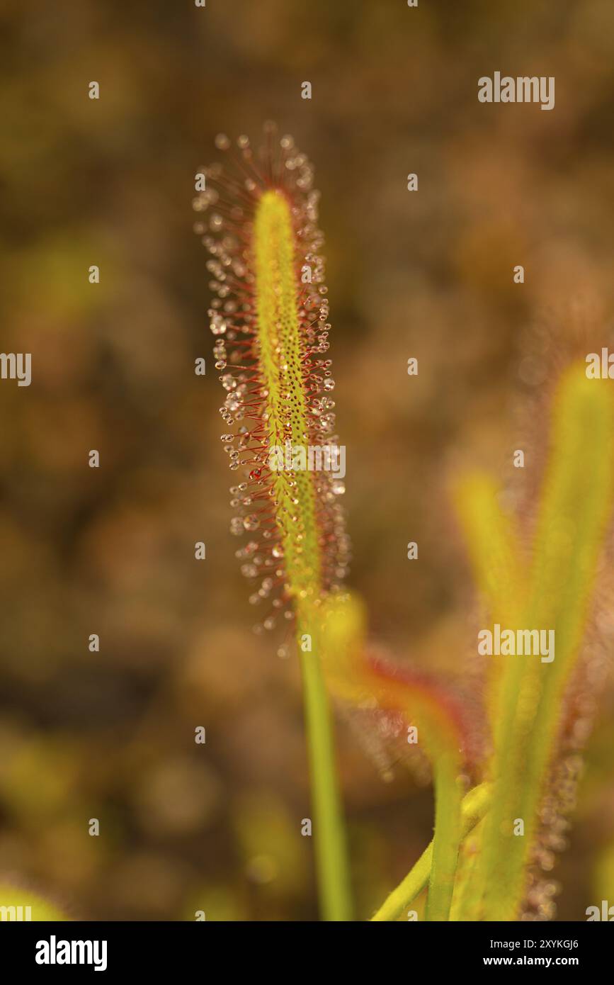 Cape sundew (Drosera capensis) pronta per la cattura di insetti Foto Stock