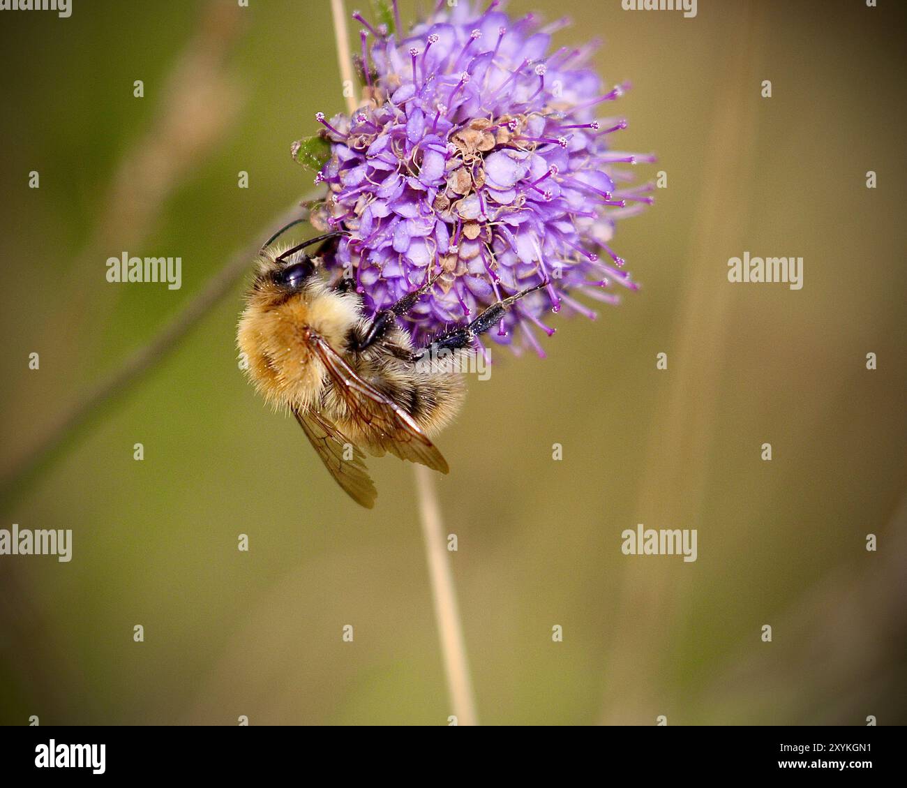 Comune ape cardante (Bombus pascuorum) su fiore scabico viola Foto Stock