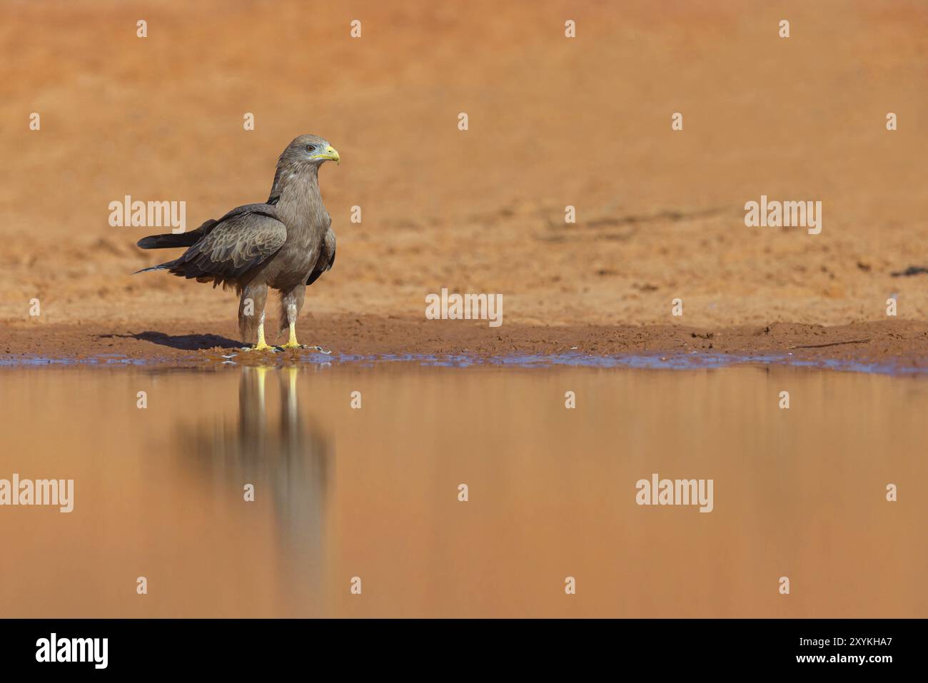 Black Kite, (Milvus aegyptius), Morgan Kunda Lodge/strada per Kat, Jajari, North Bank, Gambia, Africa Foto Stock
